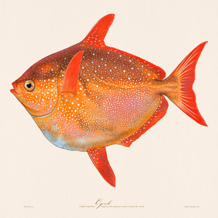 Opah