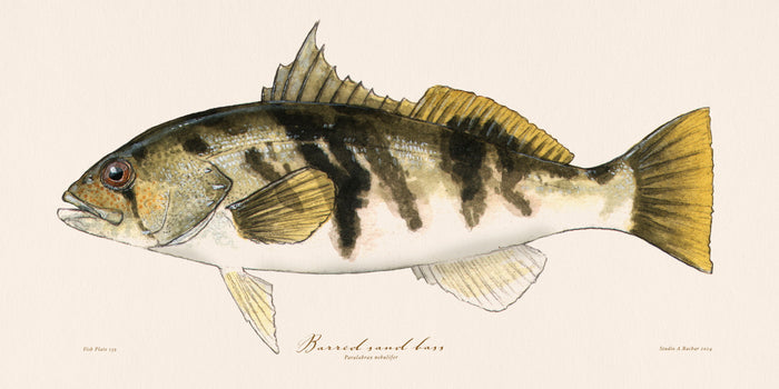 Sandbass