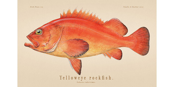 Yelloweye Rockfish 713 Sleeve Print