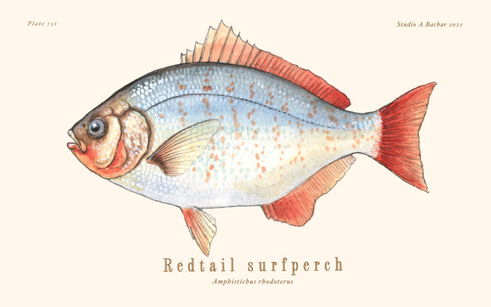 Redtail Perch